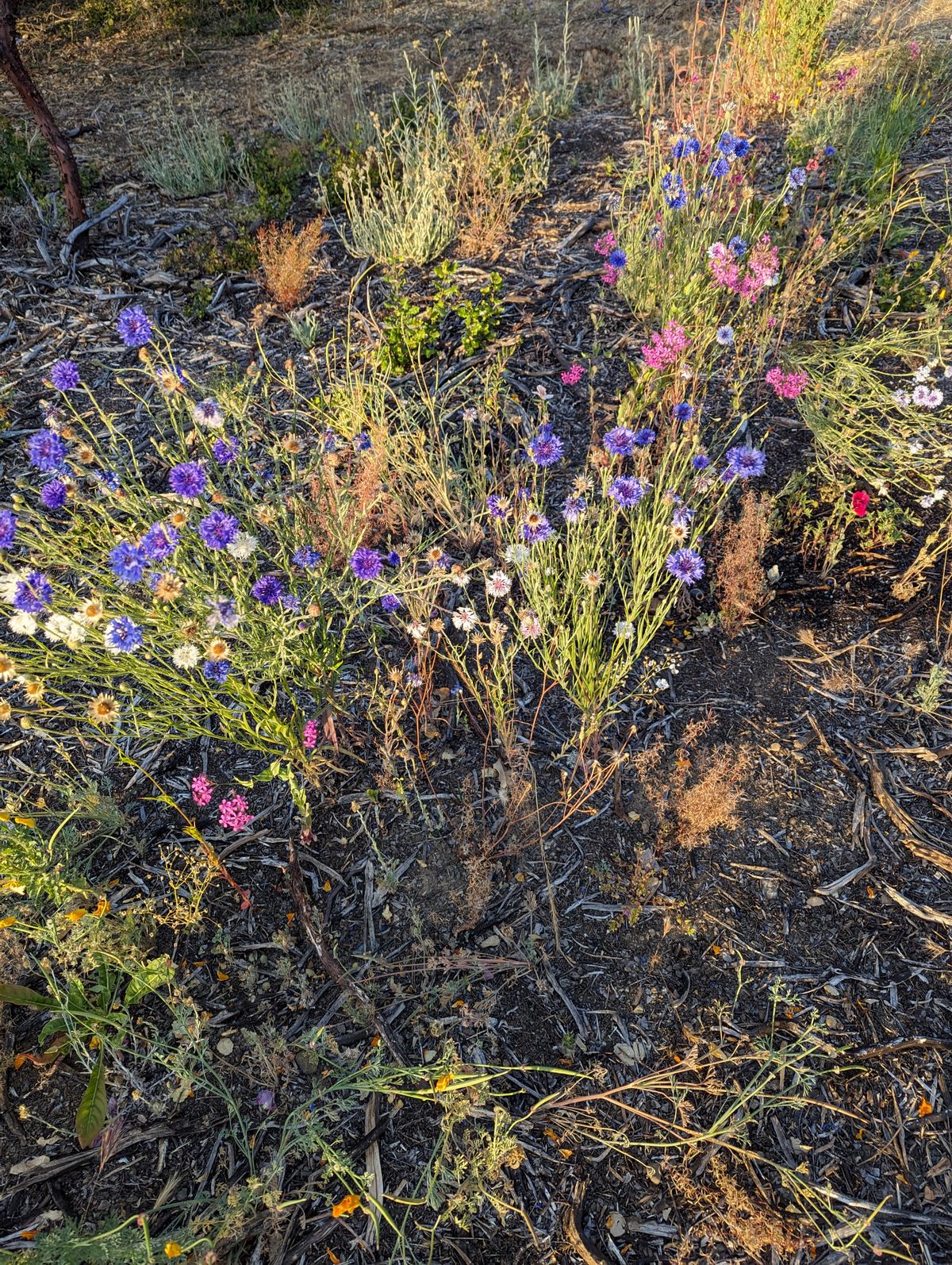 Hole D - Wildflower Project