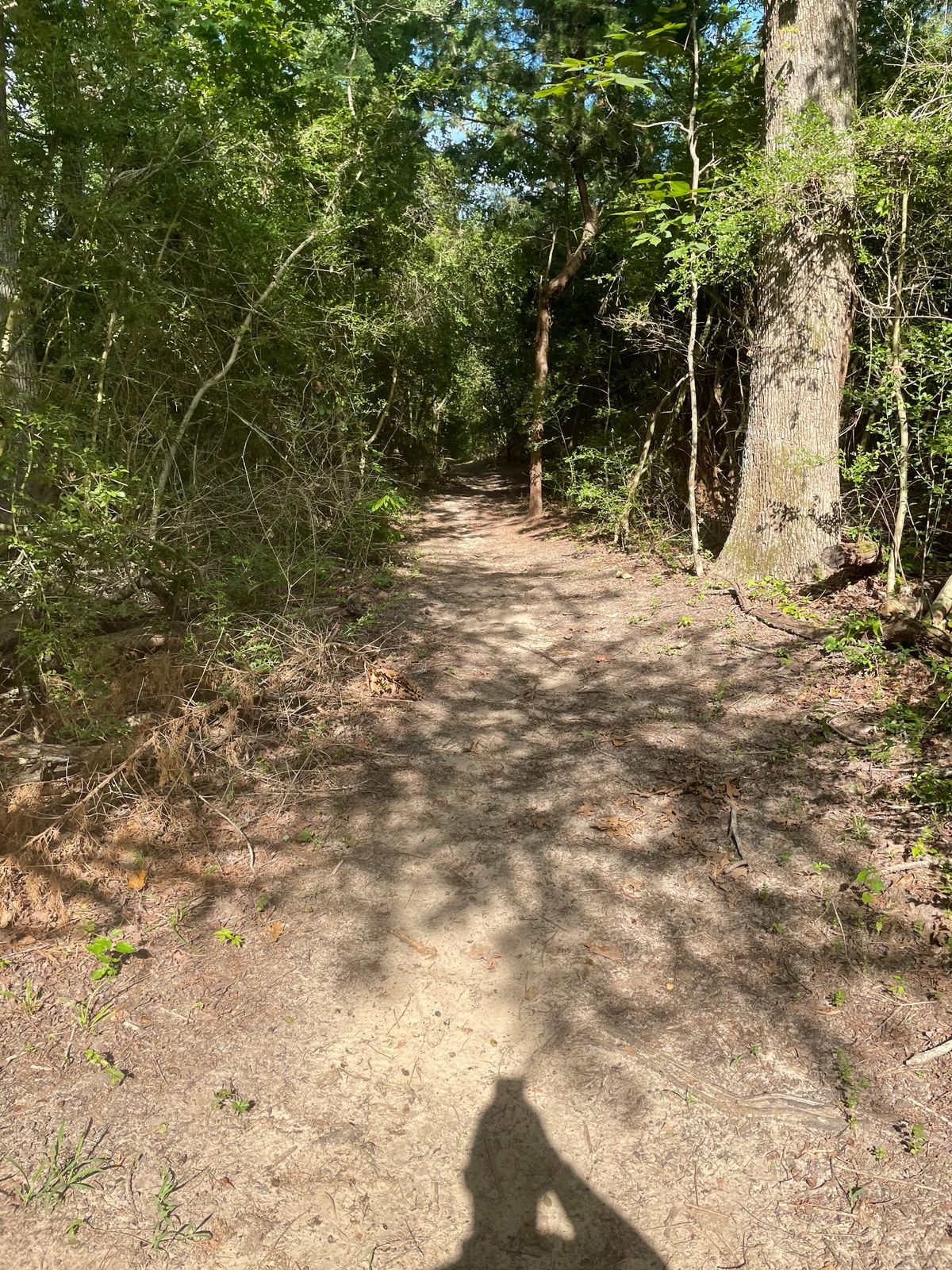 Trail to hole 3 (about 50 yards straight down trail)