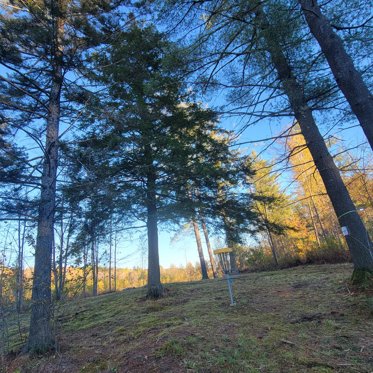 From behind basket at 10 looking toward fairway and teebox area