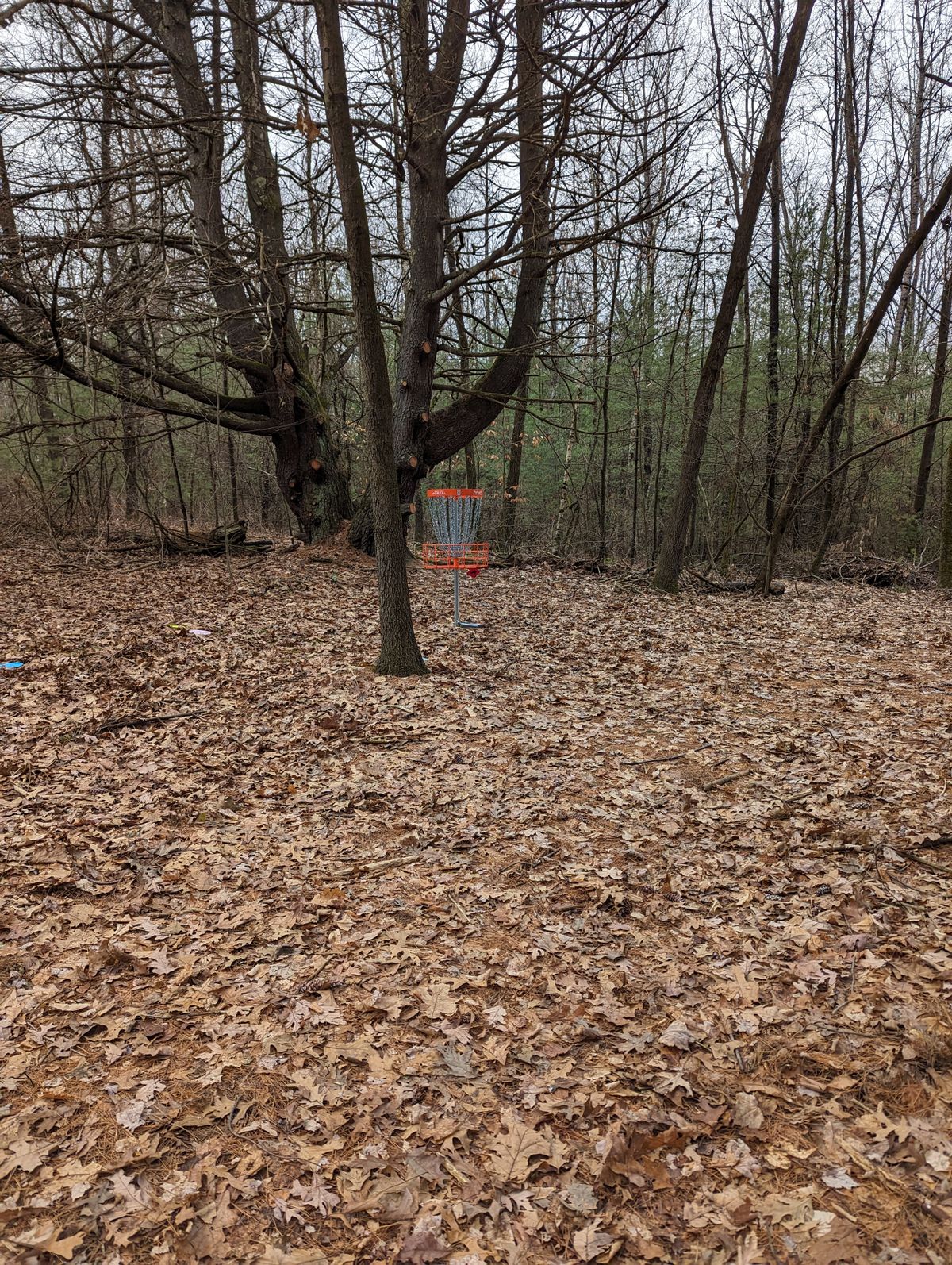 Hole 8 basket