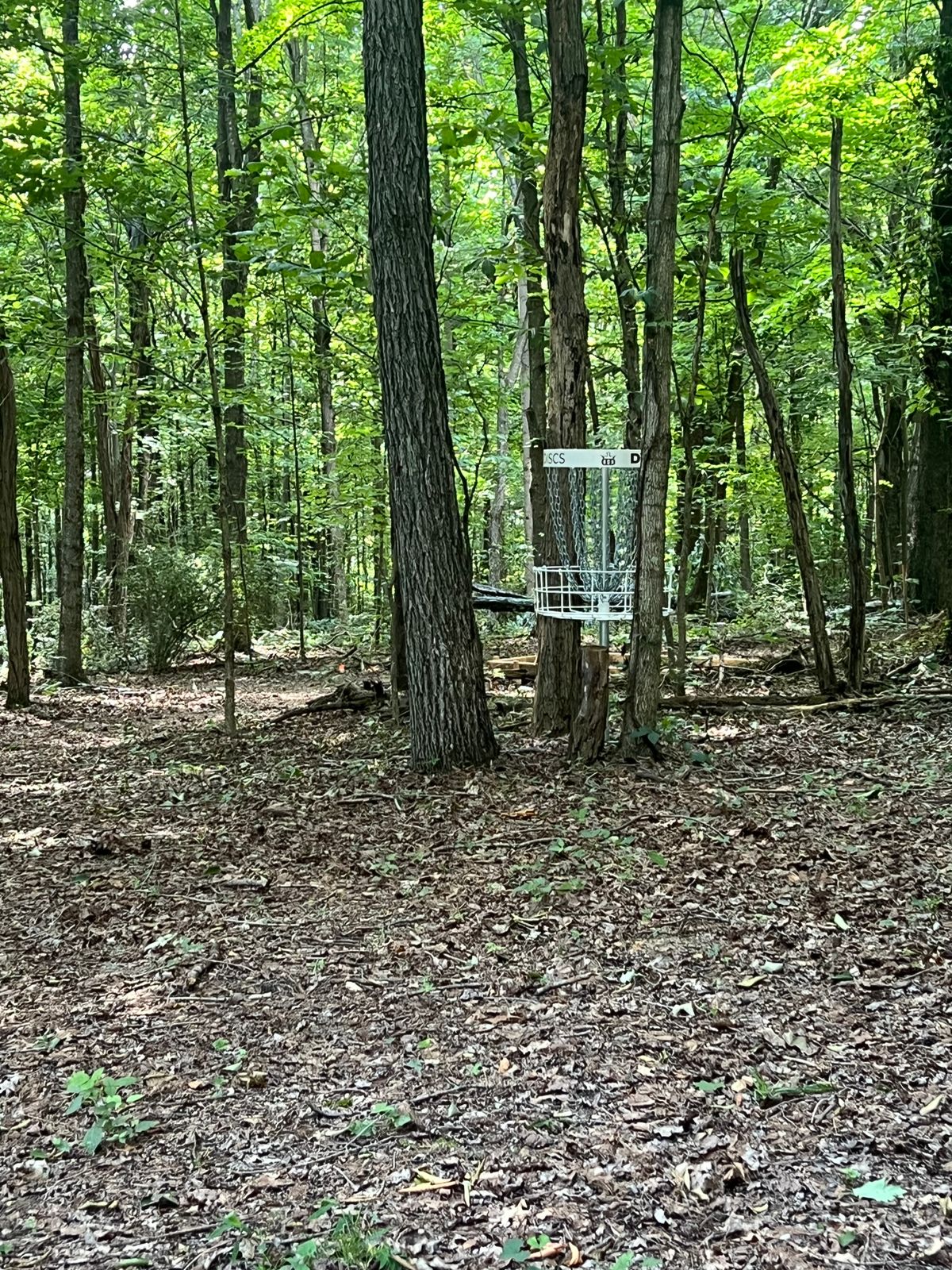 Hole 5 basket with guardian trees