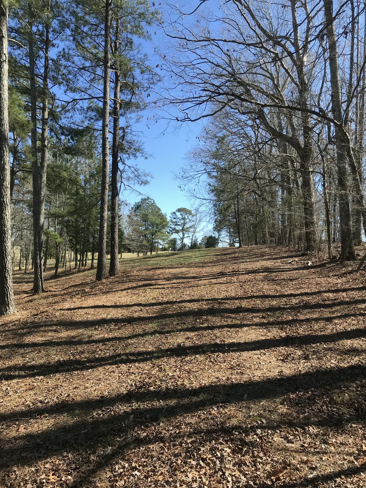 Hole 11 - tee to basket
