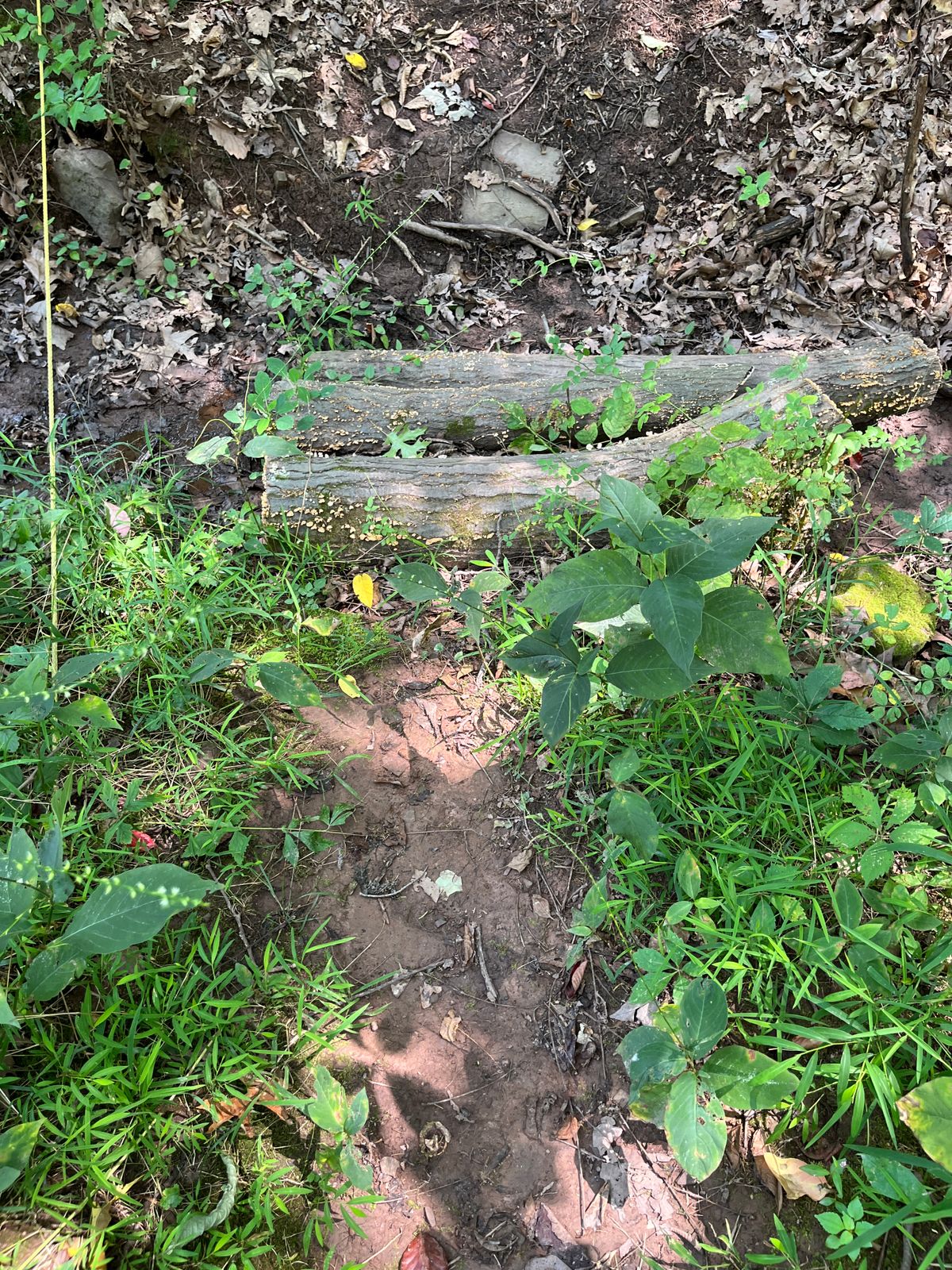 Unstable logs for creek crossing.
