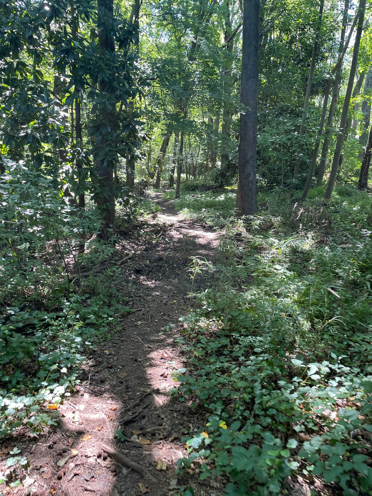 Hole #11 The Walk Path To The Tee