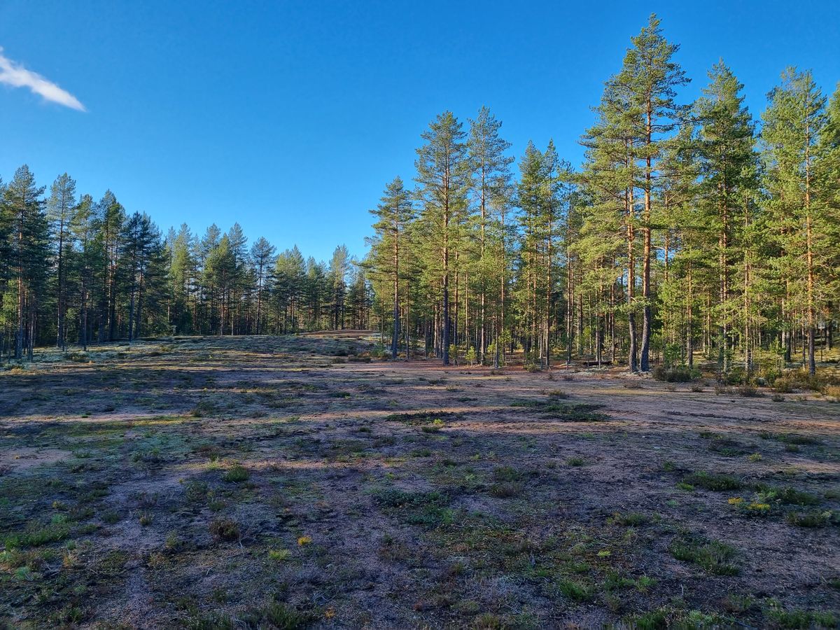 Väylä 10, kuvan keskellä latvasta kaksihaarainen mänty jonka vasemmalta tunneli korille avautuu