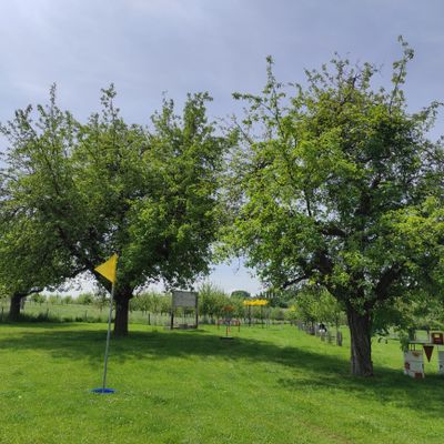 Basket 1 unter Bäumen