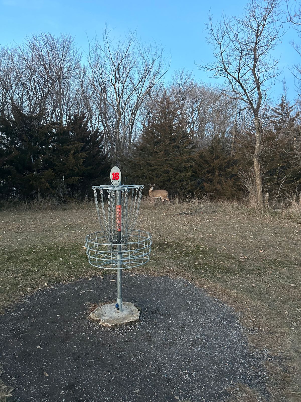 Doe by 16s basket