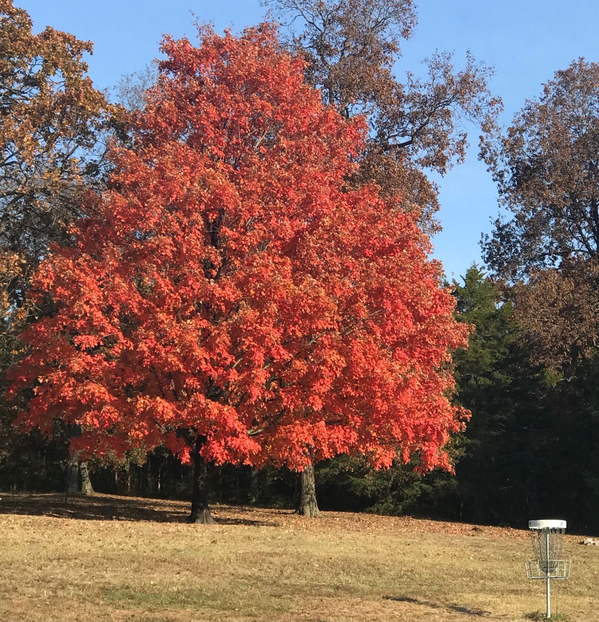 Fall at the Dam- Practice basket
