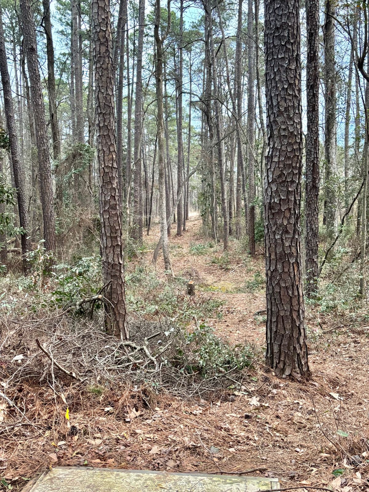 Hole 13 Tee