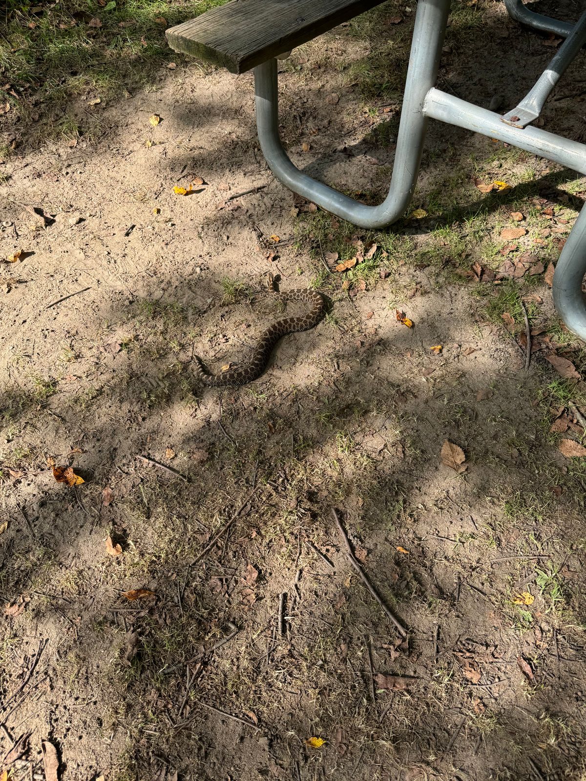 So this beautiful Eastern Massasauga rattler on Hole 1 on September 10, 2024!