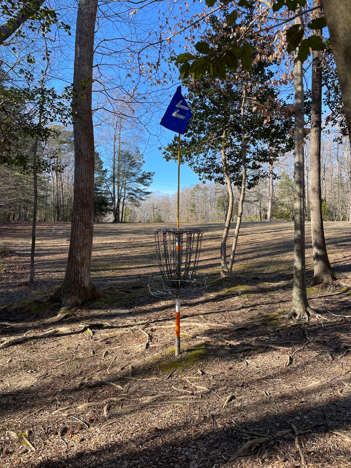 Basket 11 looking back at fairway