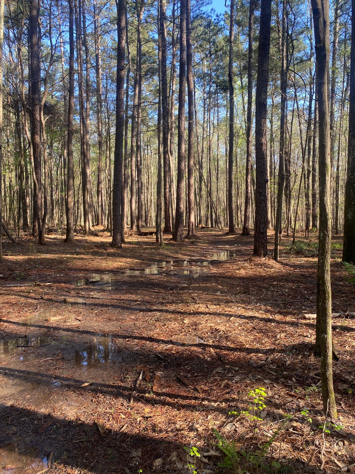 Fairway 8