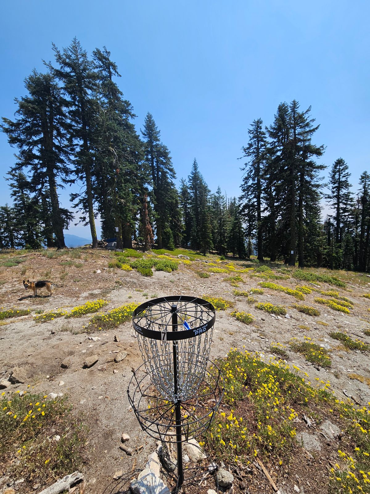 View from Basket 7 back to Tee 7