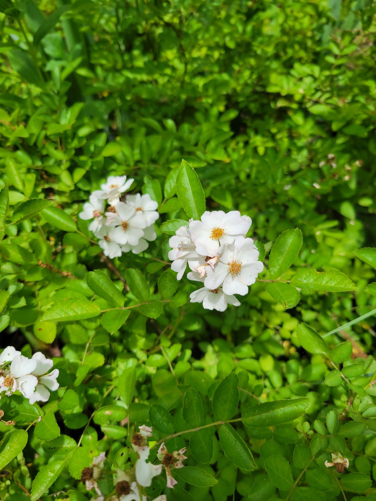 Flowers blooming on 4