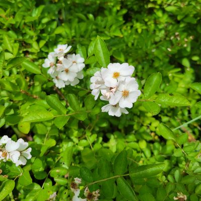 Flowers blooming on 4