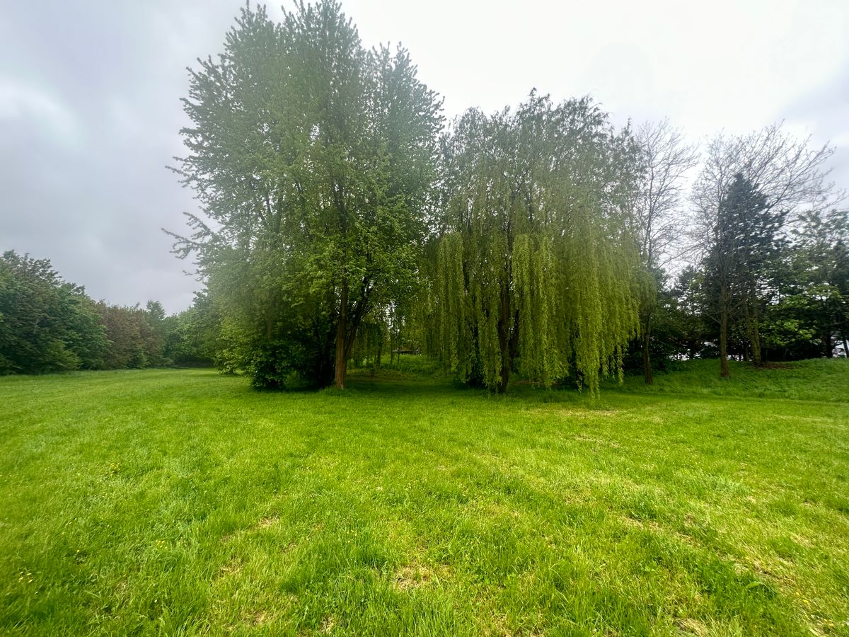 Very pretty guardian trees