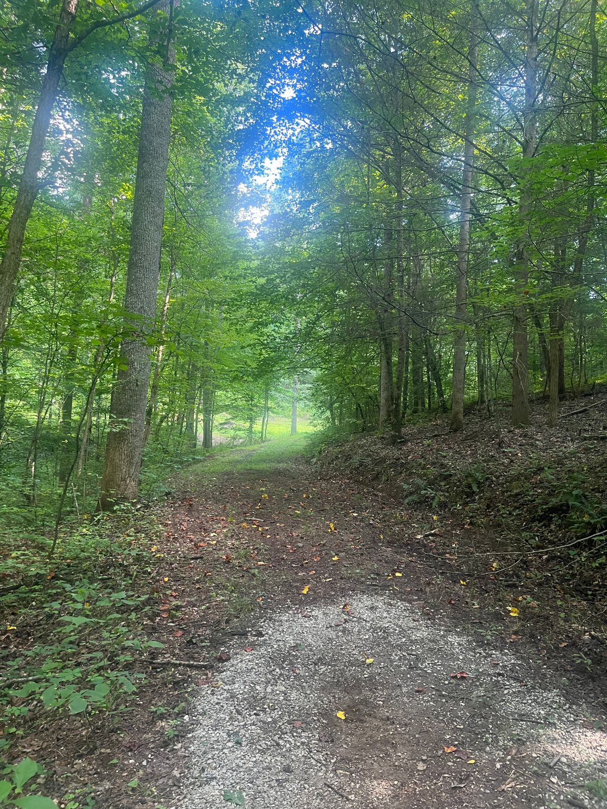 Basket is down the road in the back left corner of the clearing just out of sight.  To reach the tee for hole 15 follow the trail behind the basket straight up hill and then cross the gravel road.  