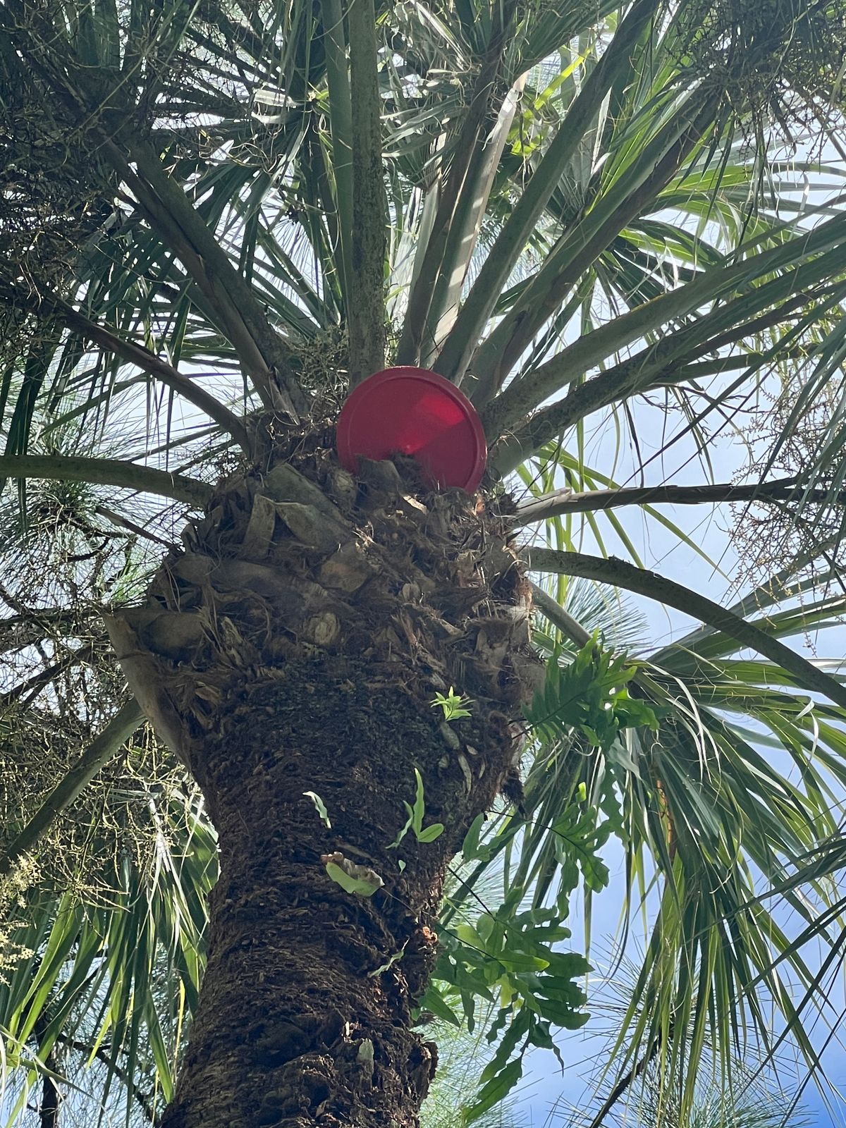 First play of course palm tree ate our disc. Luckily a course regular came to the rescue 👍