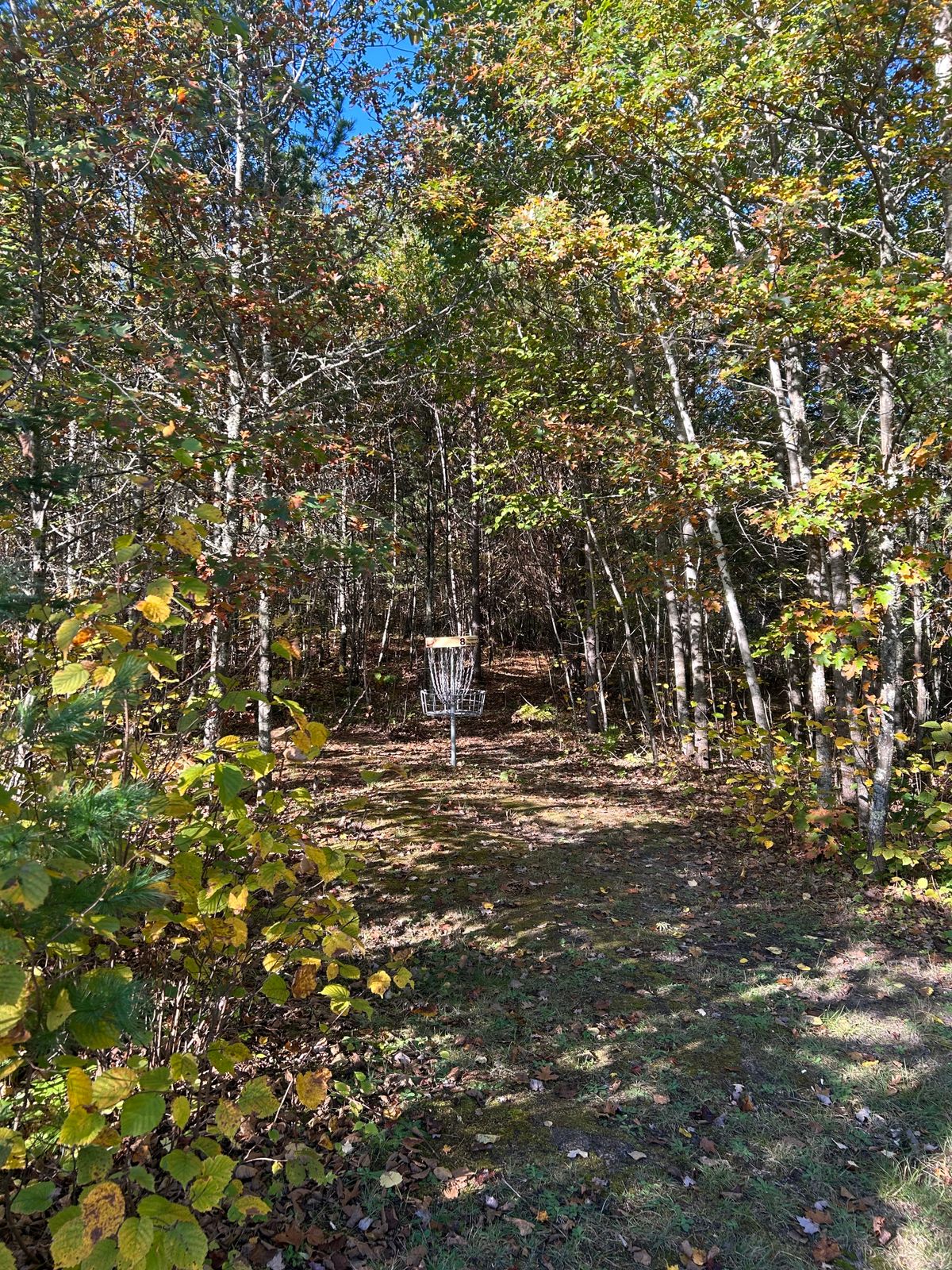 Hole 8 long basket