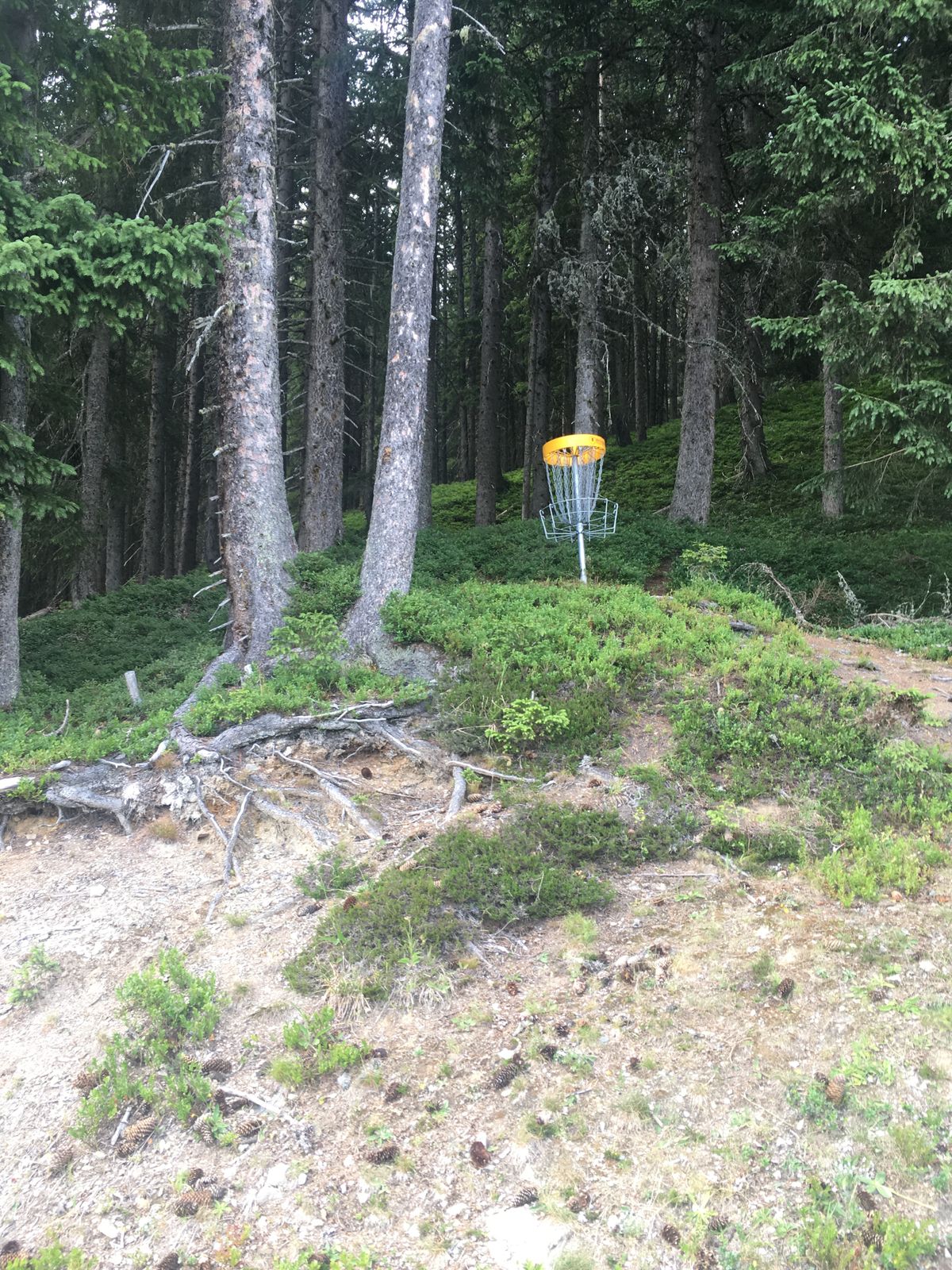 The 13th basket on the forest’s edge. 
(July 2019)