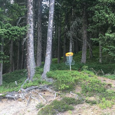 The 13th basket on the forest’s edge. 
(July 2019)