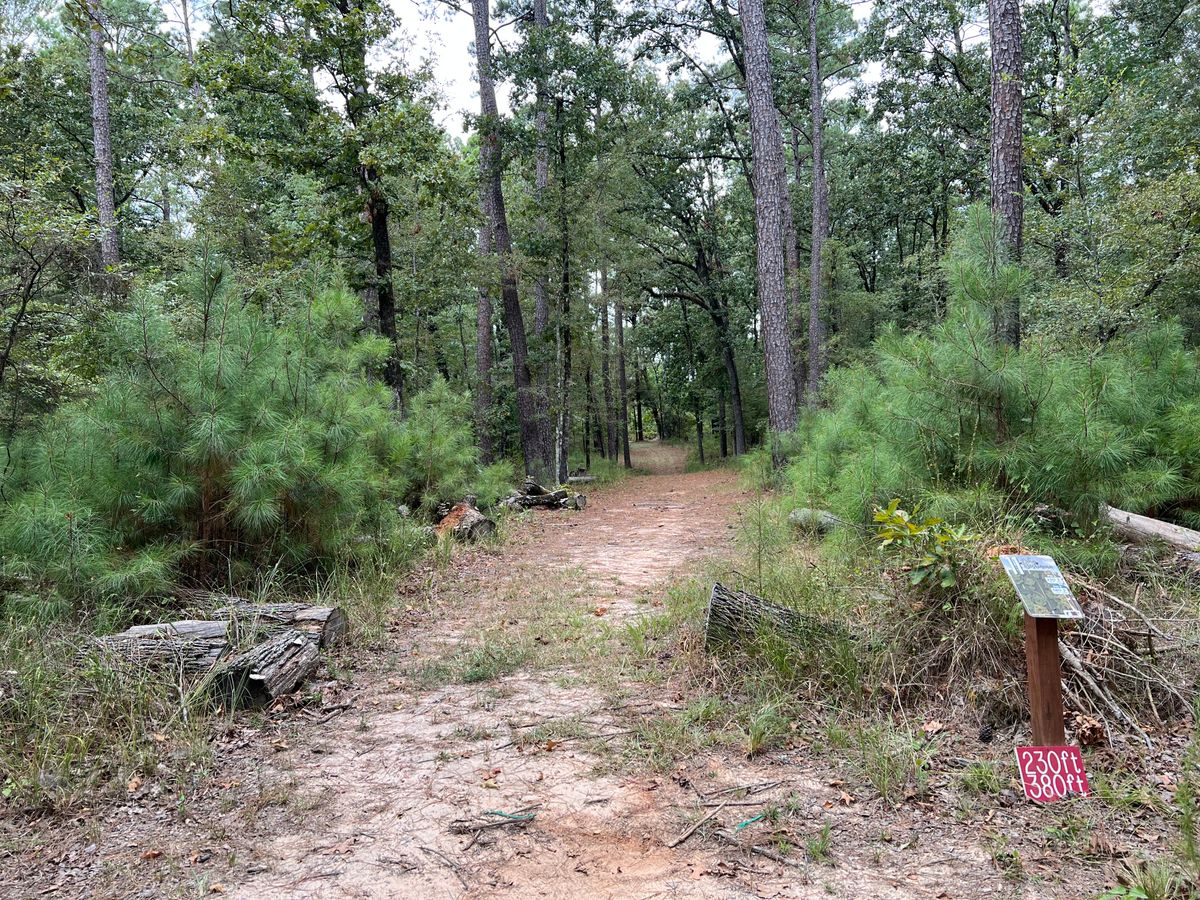 Hole 11 tee