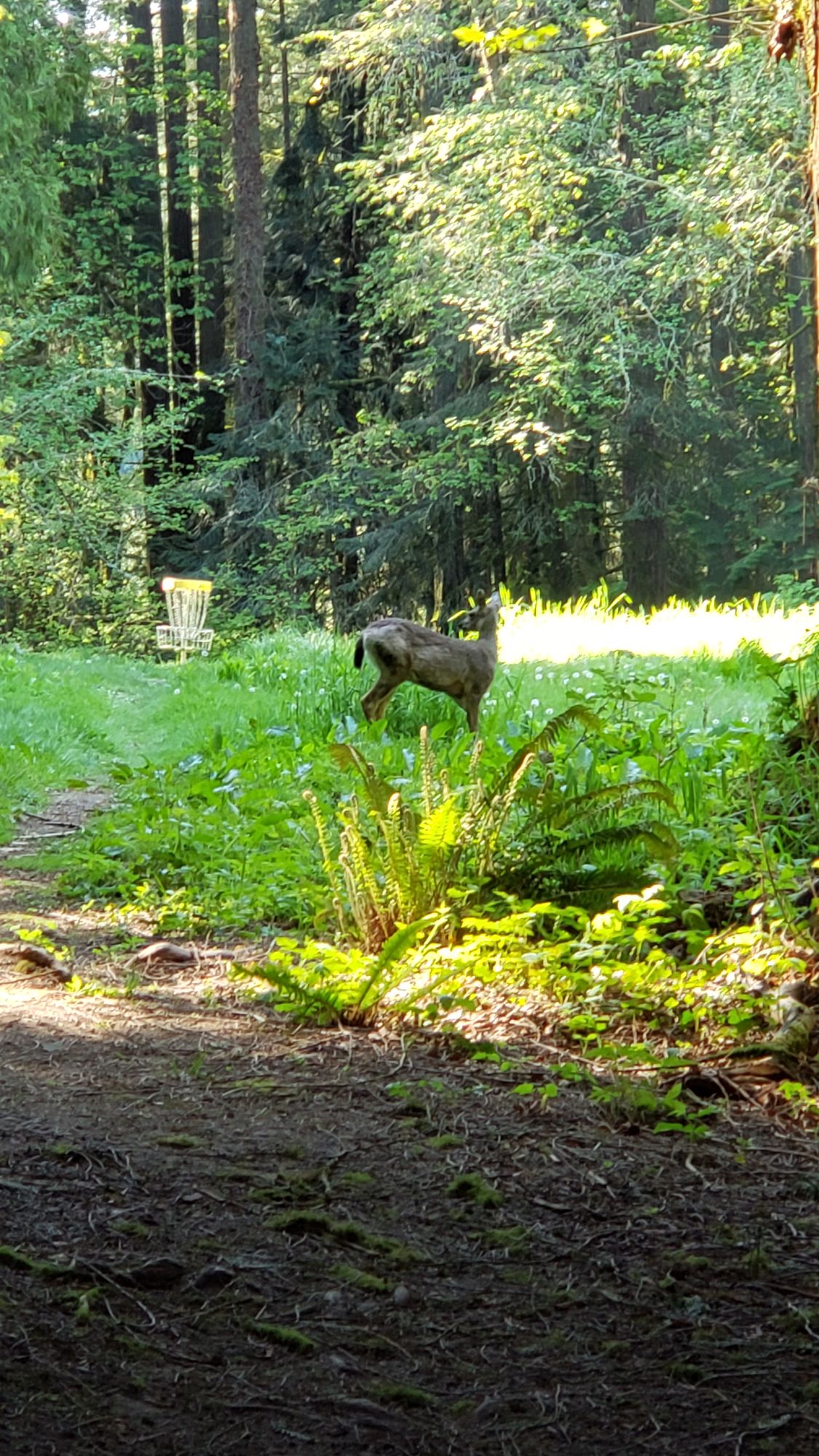 Company on Hole 4
