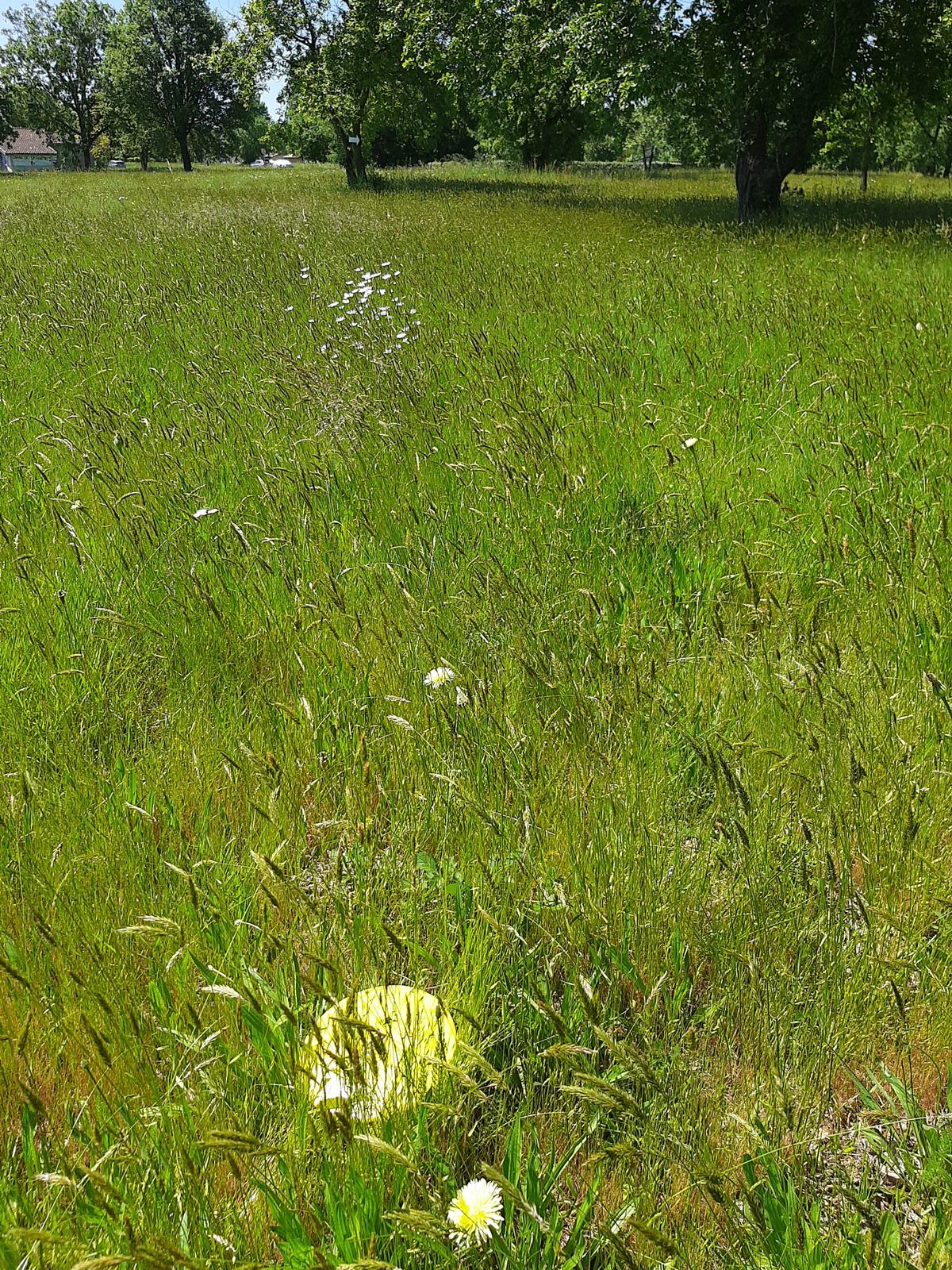 Oh un orsus dans la prairie  !!!!!