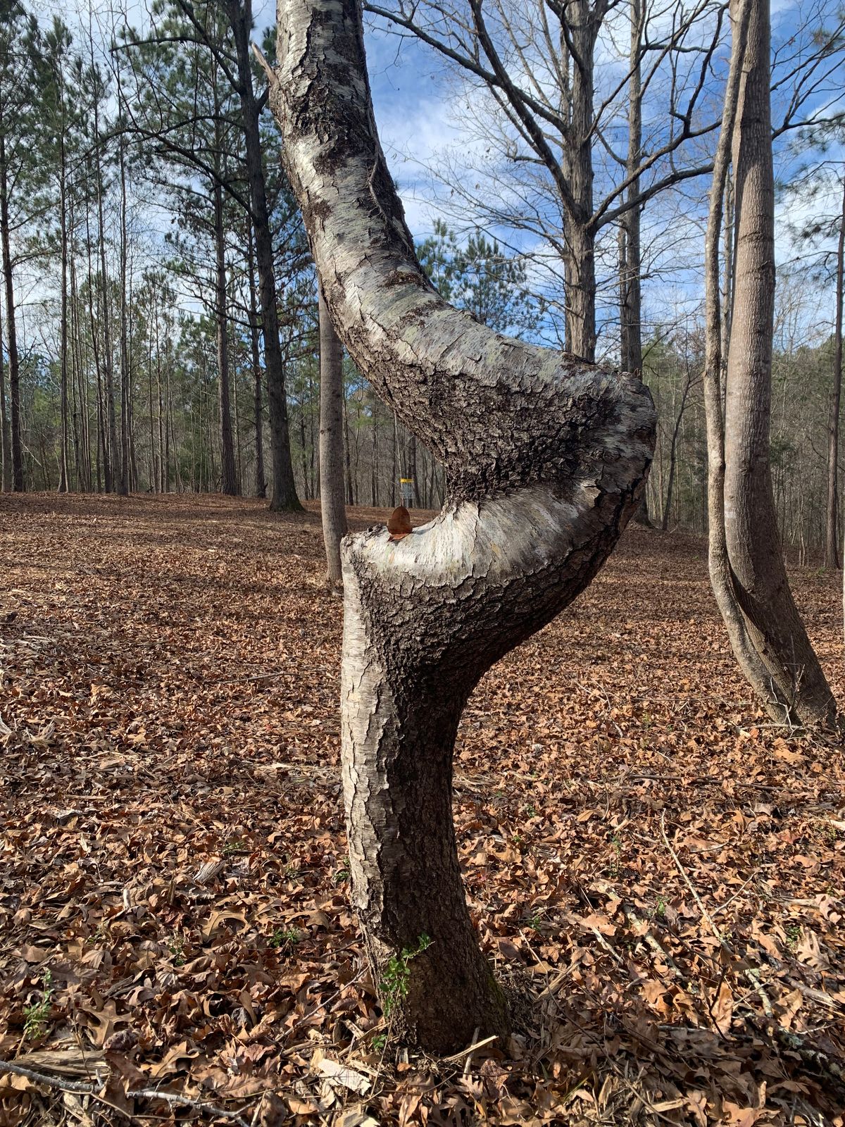 Hole 9 Saddle Tree and Basket