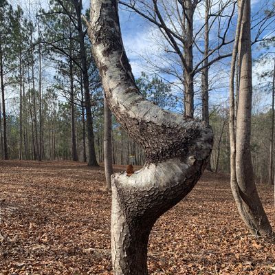 Hole 9 Saddle Tree and Basket