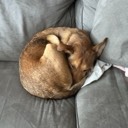 tgiflatball