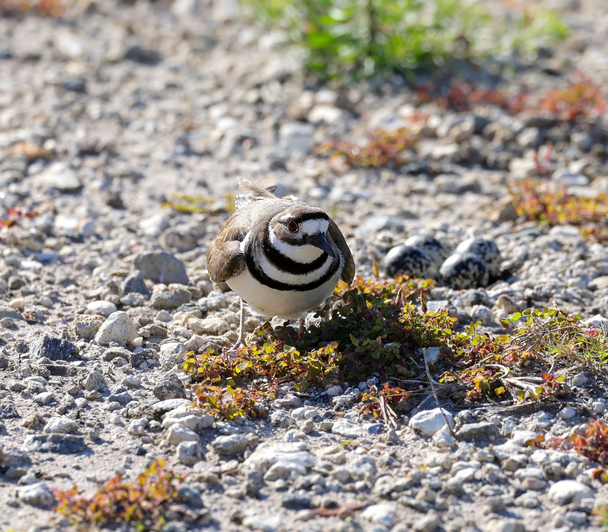 Momma Kildeer and her 4 eggs