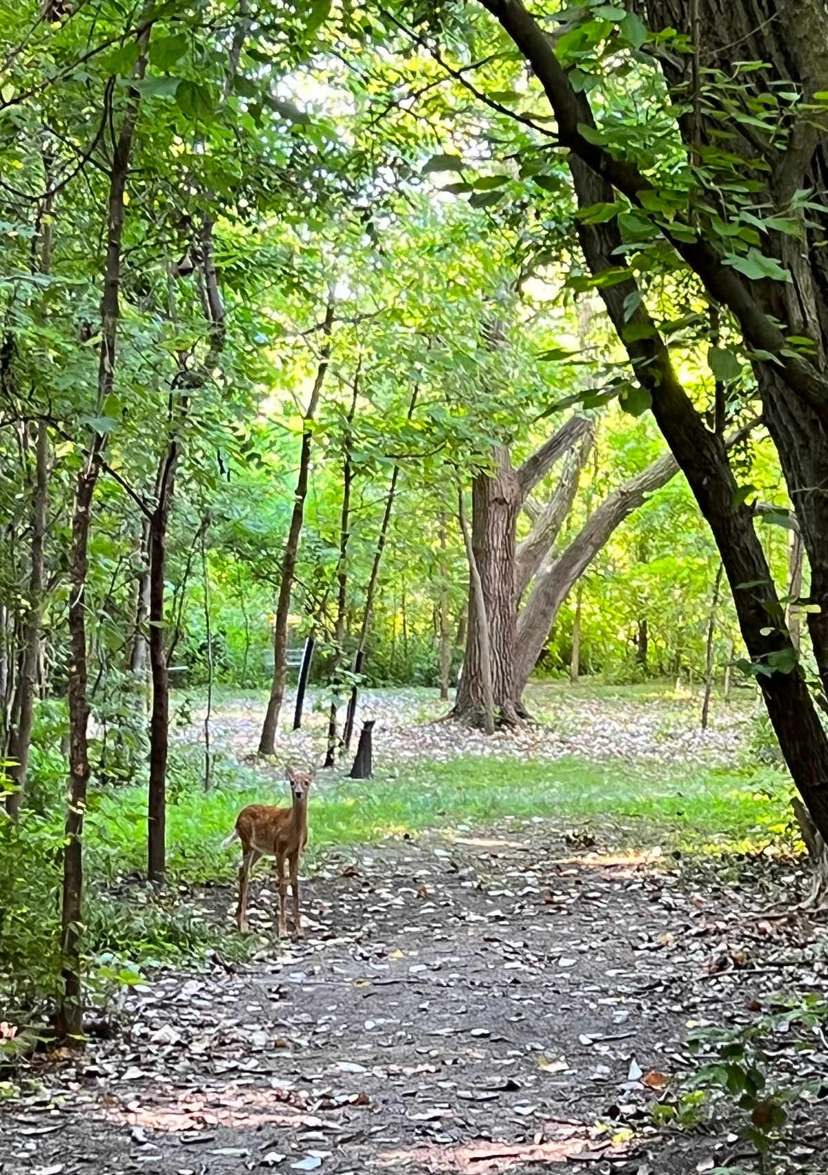 Quiet morning golfers may meet a friend on hole 11.