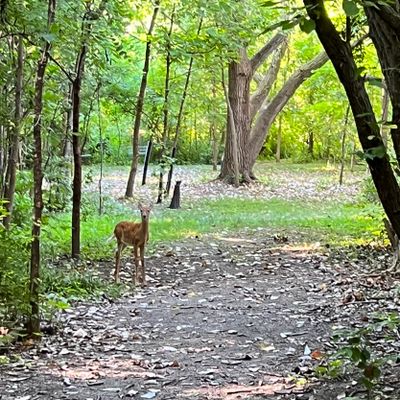 Quiet morning golfers may meet a friend on hole 11.