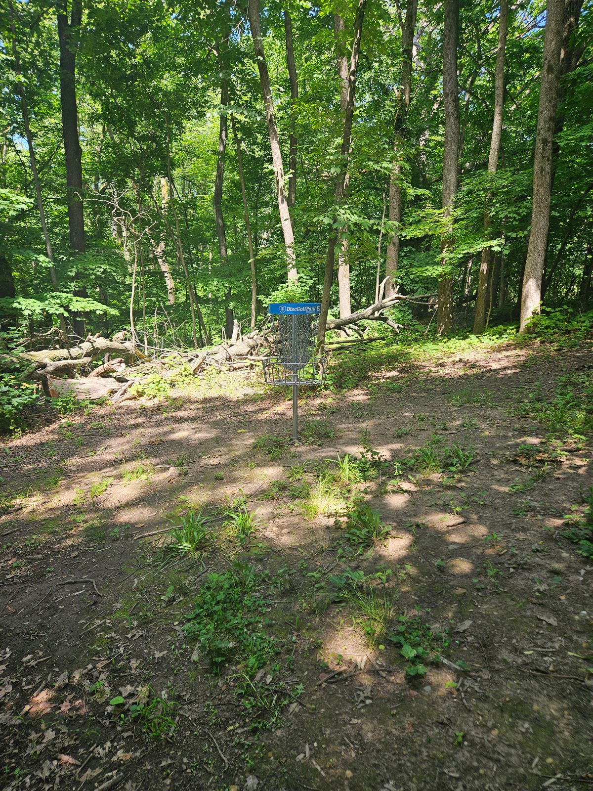 Hole 5 green