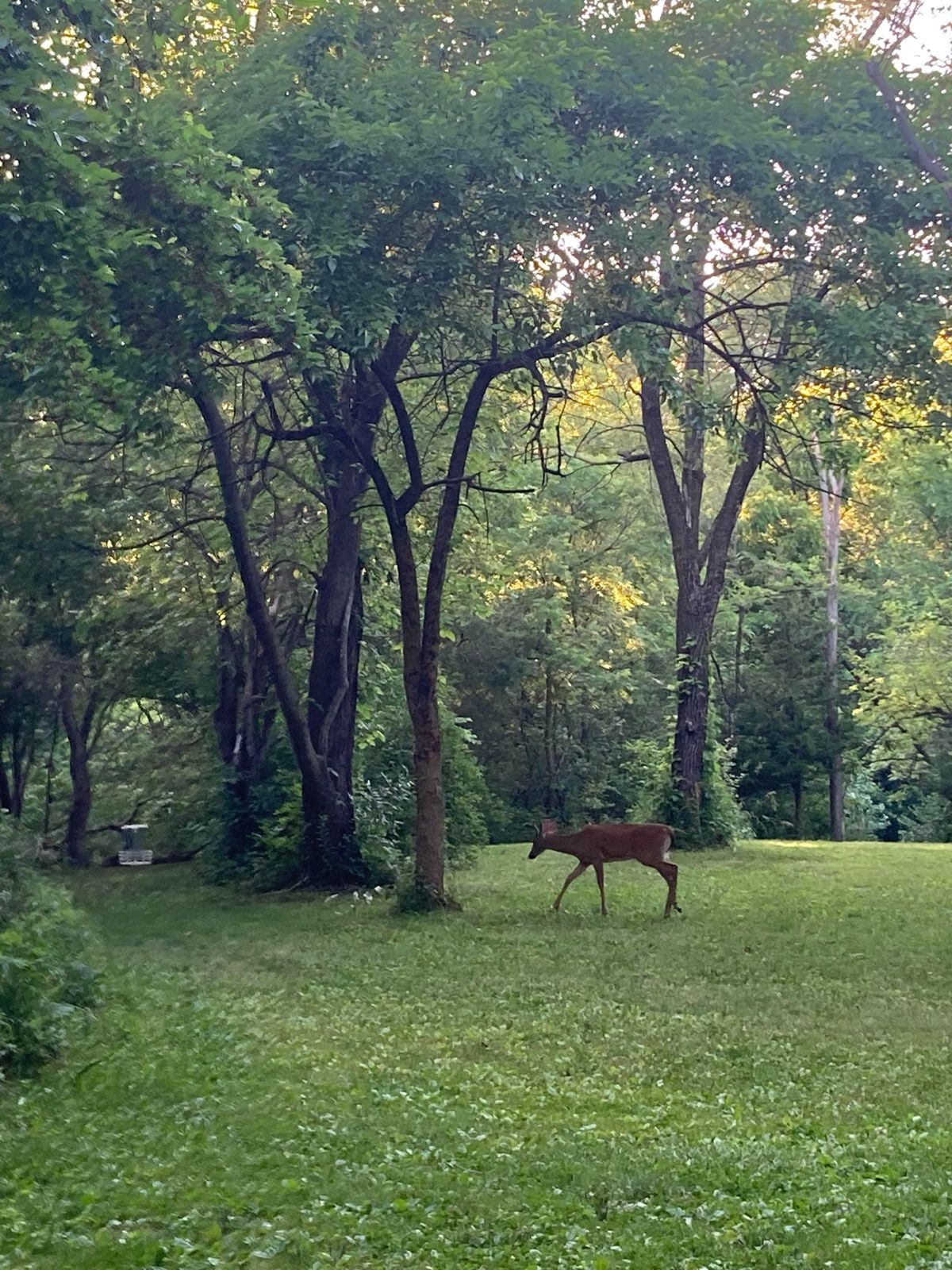 Hole #15