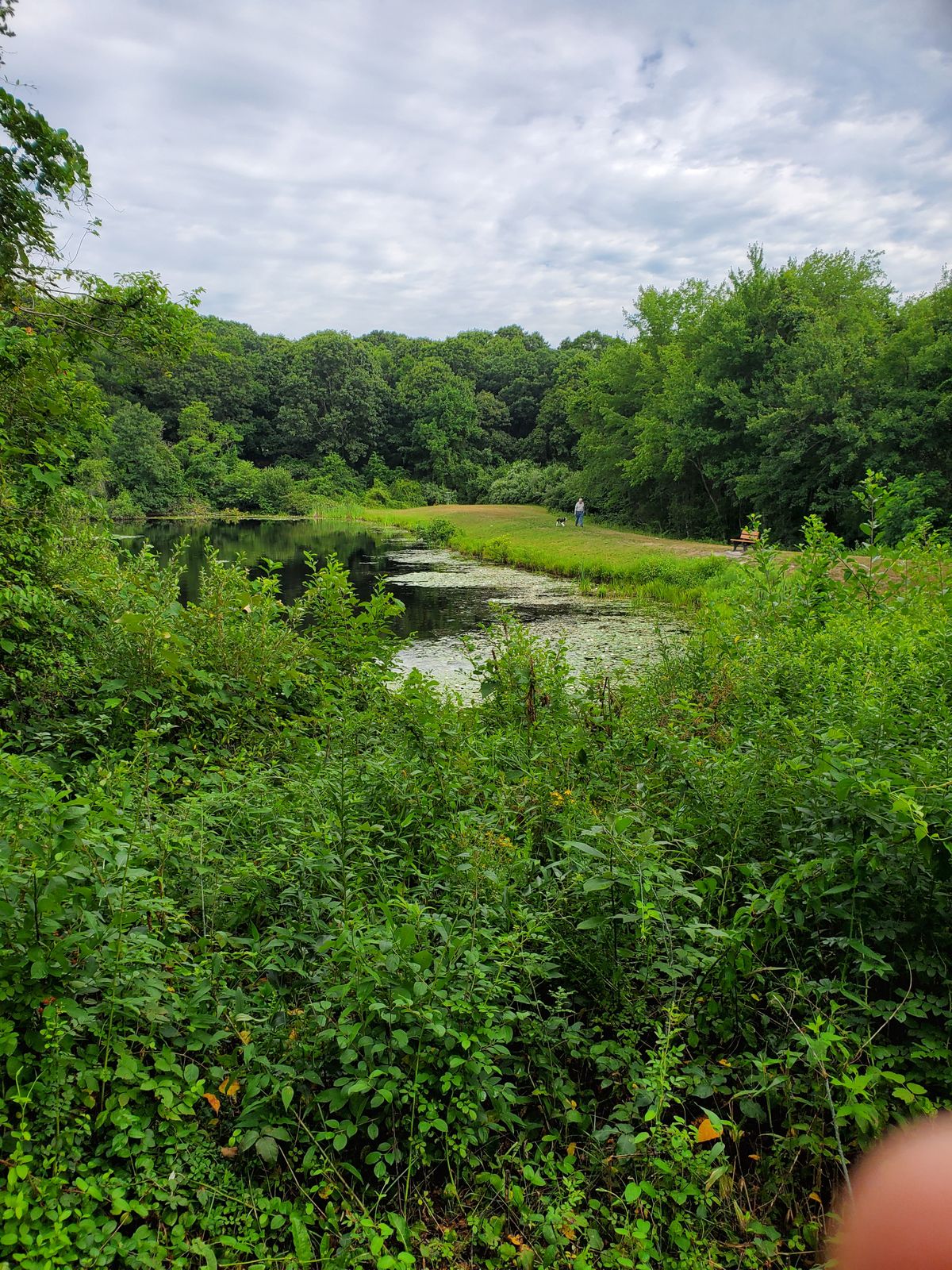 Water hazard on 14. If you overthrow into the woods on the right, the land behind the trees is pretty swampy.