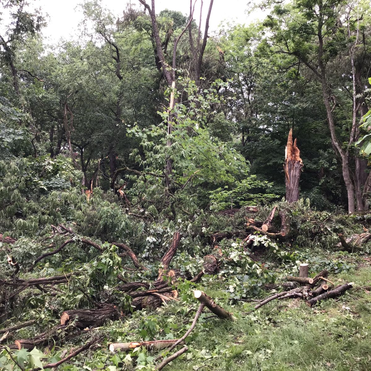 Looking at 13’s basket from 7’s fairway after destructive storm June 3, 2020