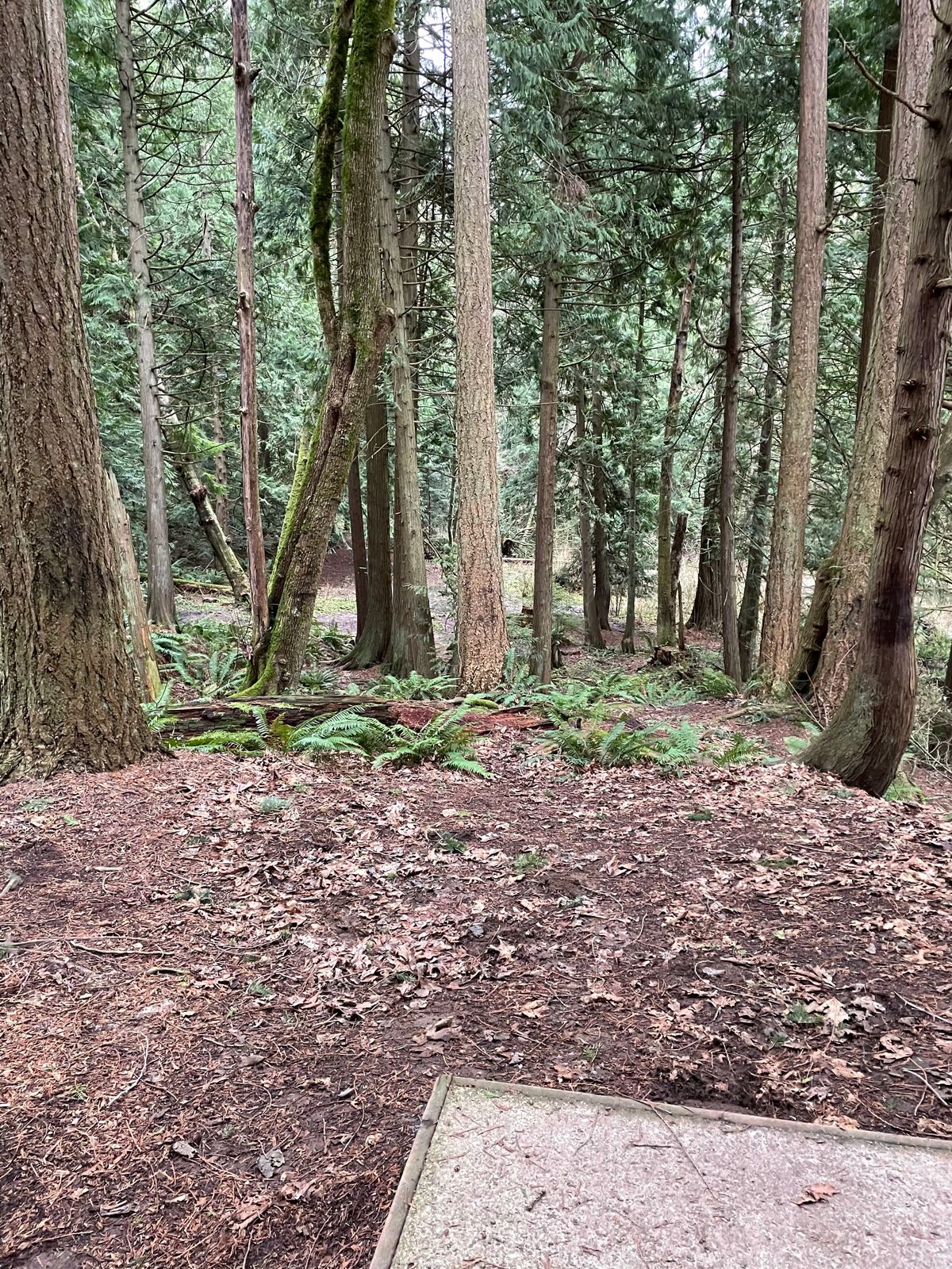 9 is a really cool shot on top of a hill and through the woods.