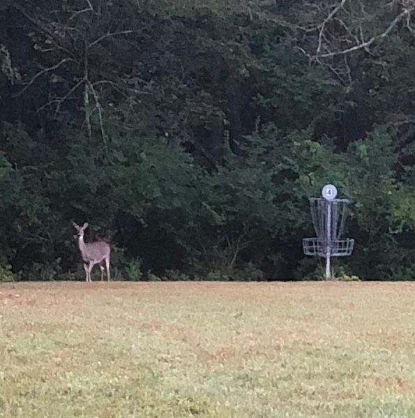 Whitetail deer don’t mind sharing the greens.
