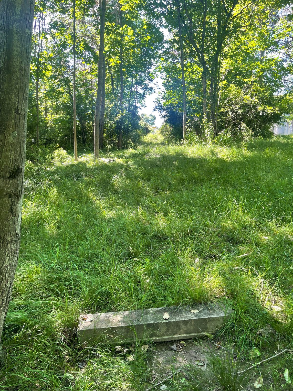 Hole 9 in the woods. Elevated basket up the bank.