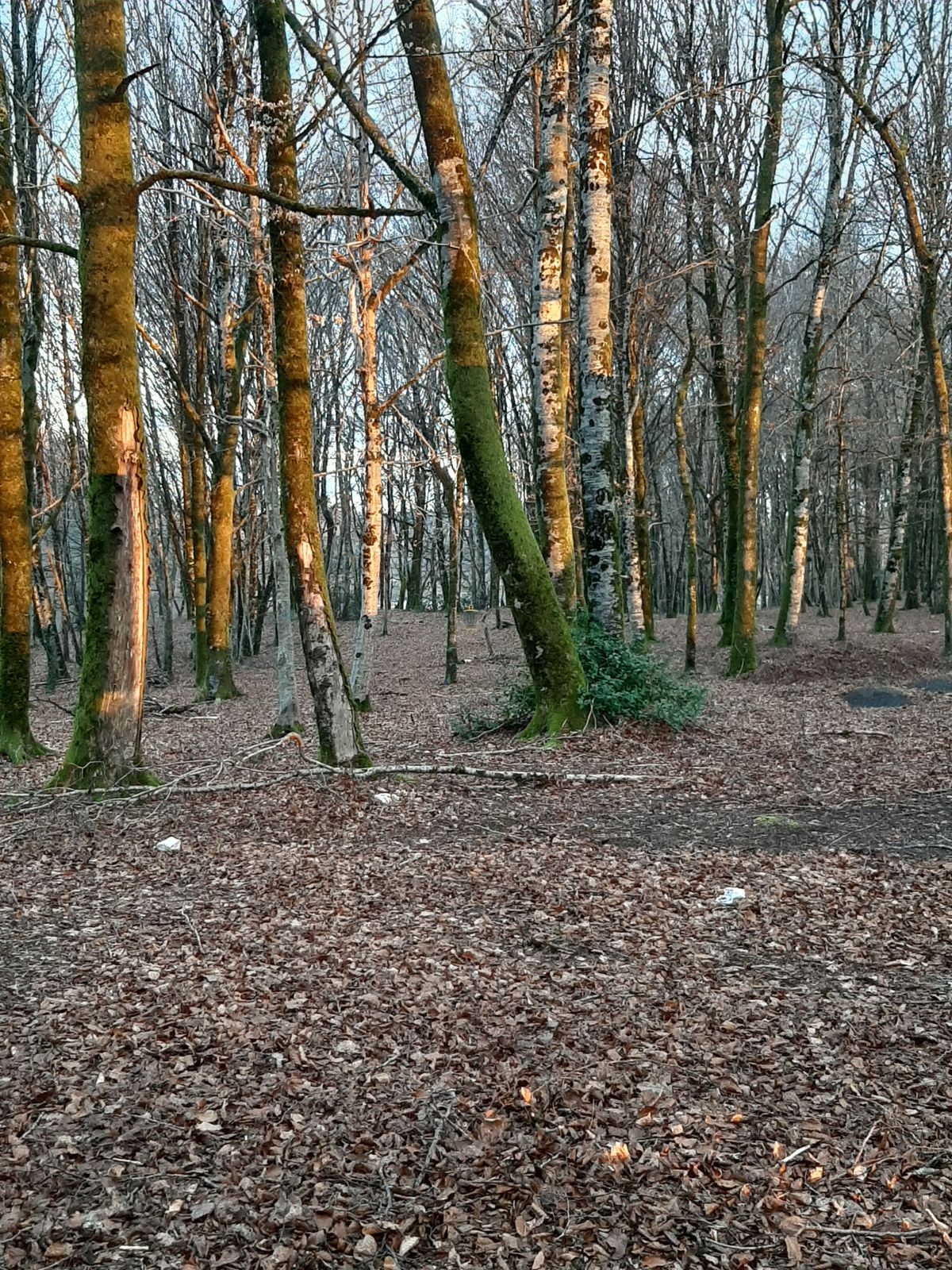 Corbeille 2