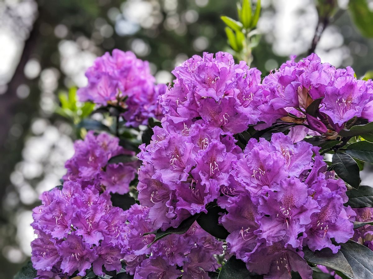 Flower game at this course is on point!