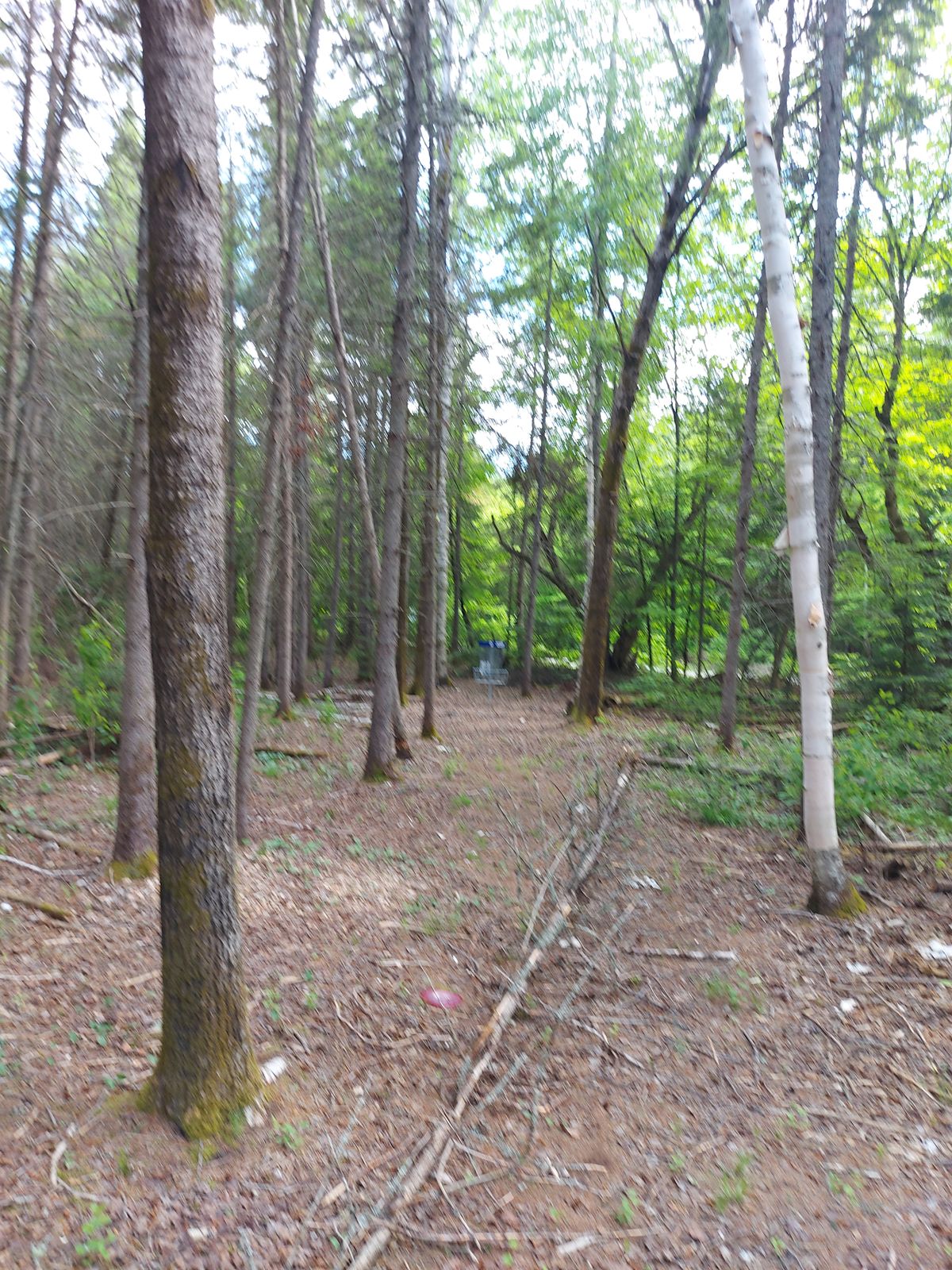 Short upshot on hole 2. 🍁🌲🍁🌲🍁🌲