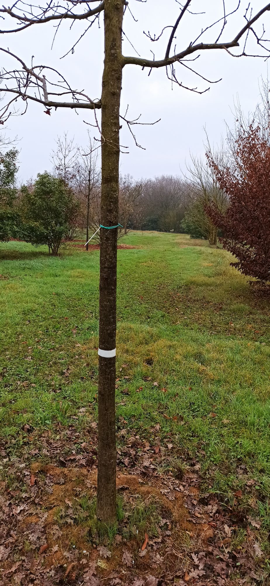 Hole 9 target