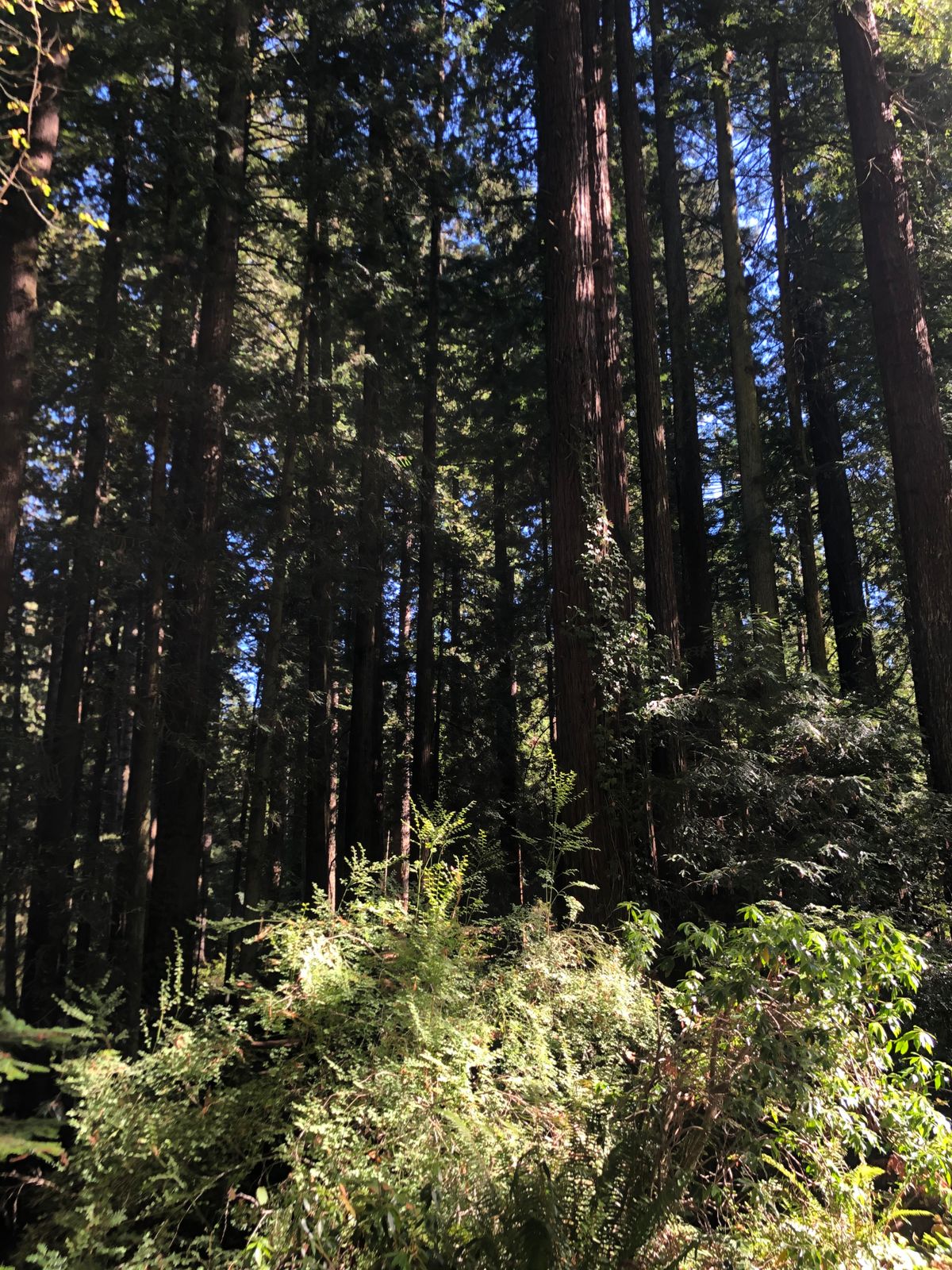Beautiful look up to hole 1