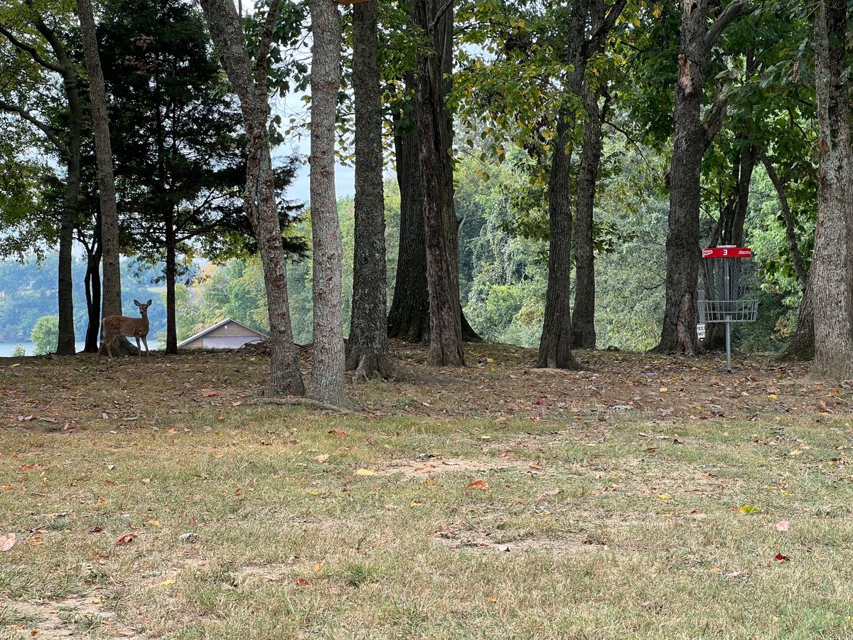 Deer playing 3rd hole