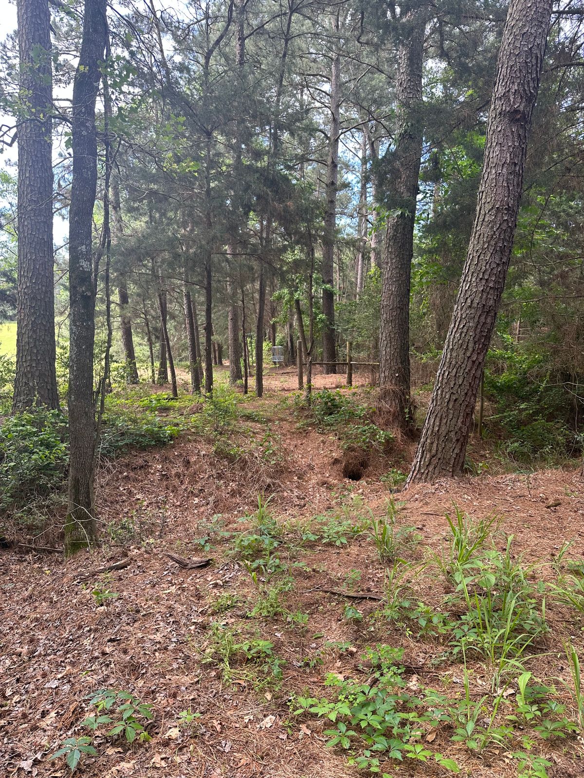 Hole 7 basket