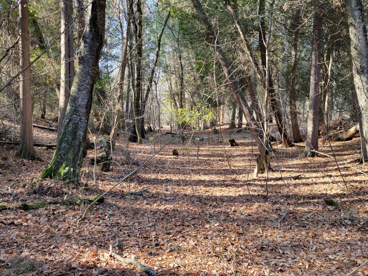 Hole 5 short tee - before photo