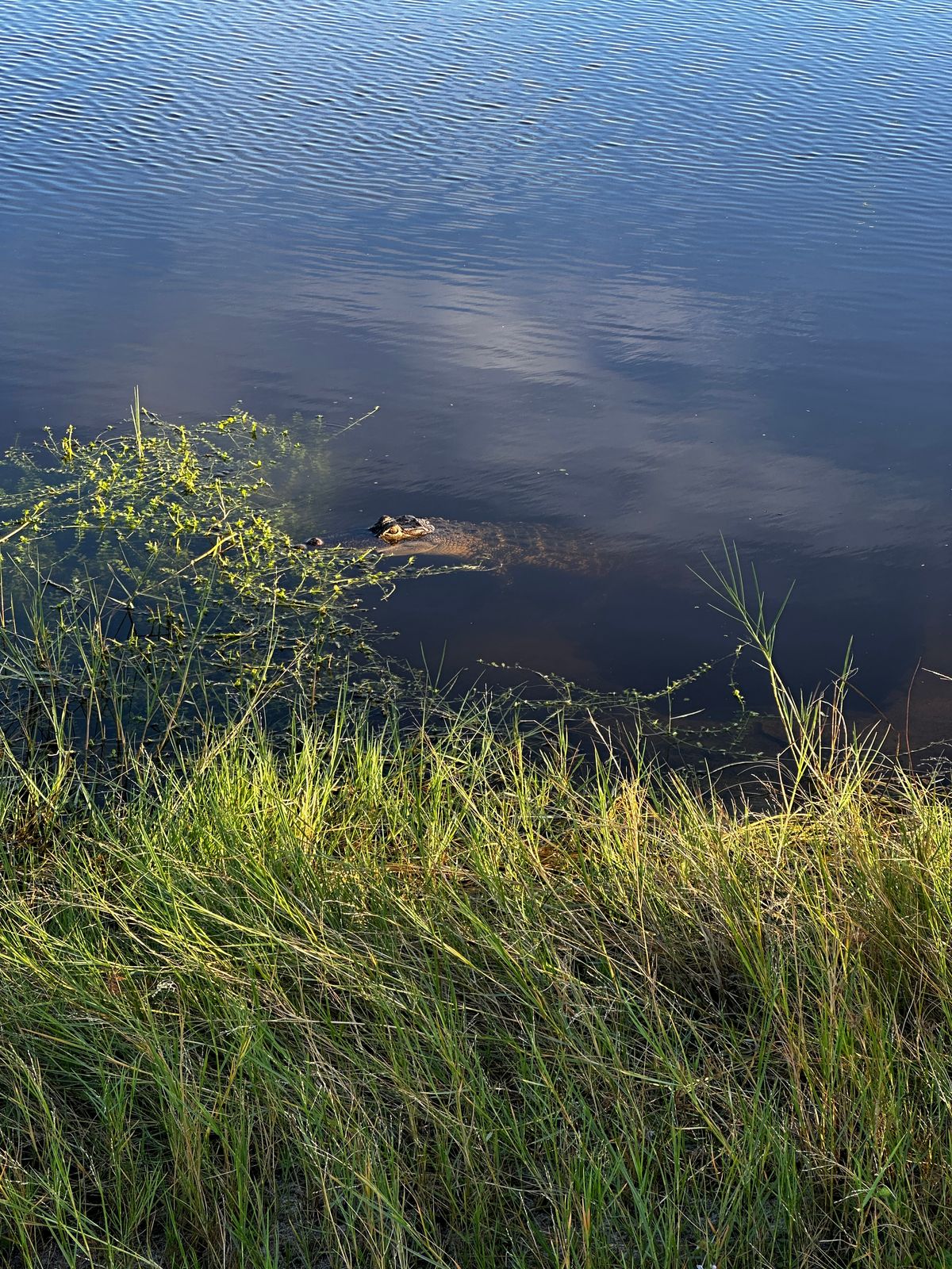 Local wildlife, holes 1, 2 & 3